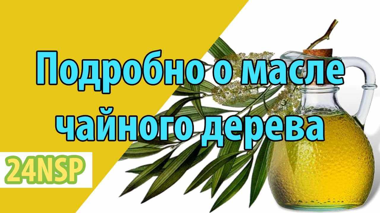 Масло чайного дерева, его полезные свойства и противопоказания