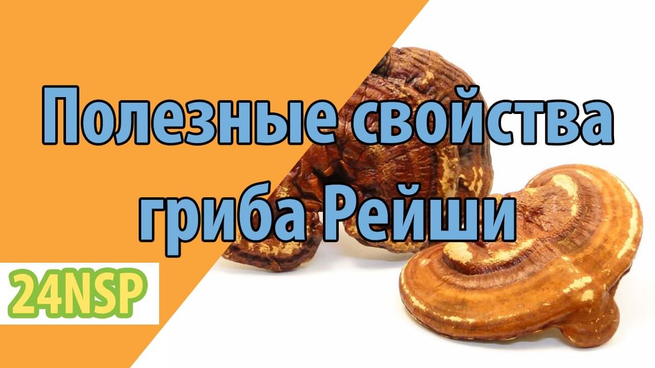 Полезные свойства гриба Рейши