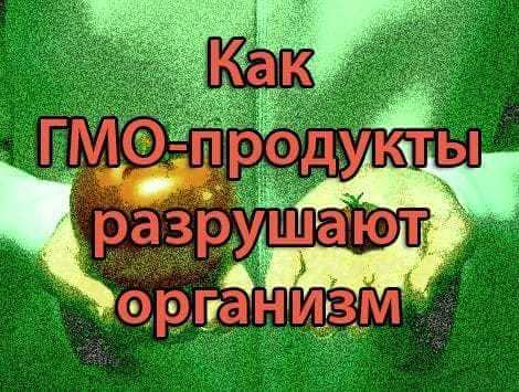 Аллергенность, токсичность, канцерогенность и мутагенность продуктов с ГМО