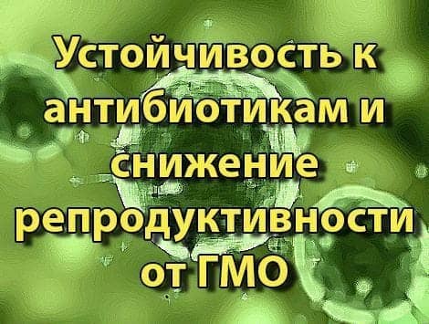 Развитие устойчивости к антибиотикам и снижение репродуктивности от ГМО-продуктов