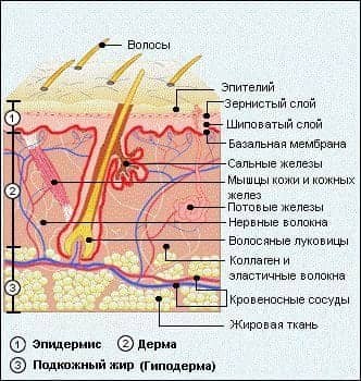 Строение кожи