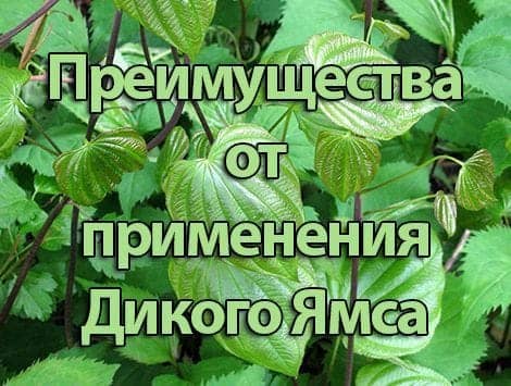 Преимущества от применения Дикого Ямса