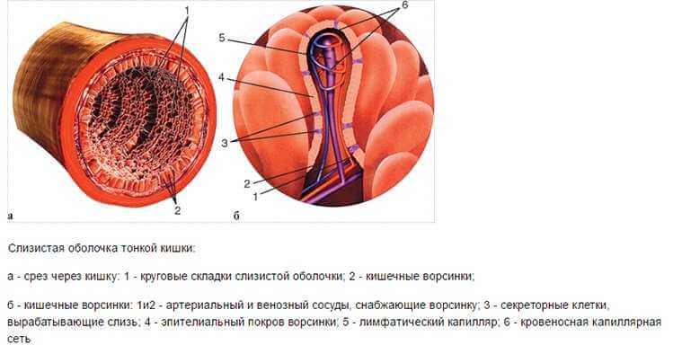 Ворсинки кишечника впитывают все и выводят из организма мусор