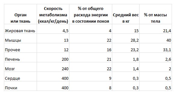 Метаболизм по тканям организма