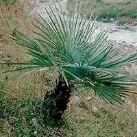 Карликовая пальма в Со пальметто