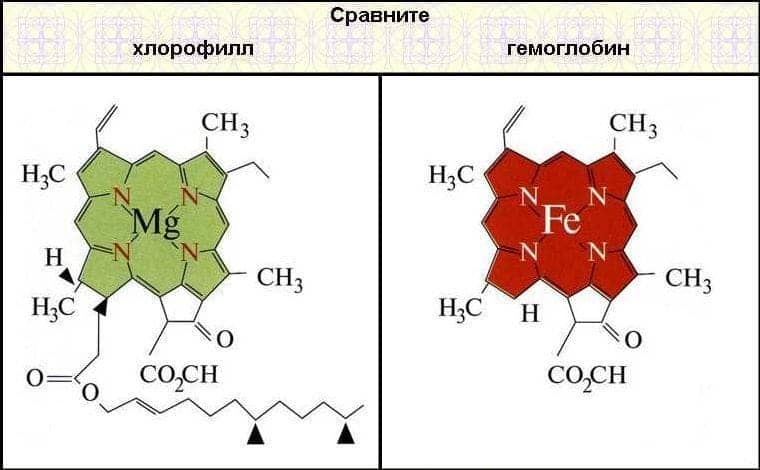 Строение хлорофилла и гемоглобина